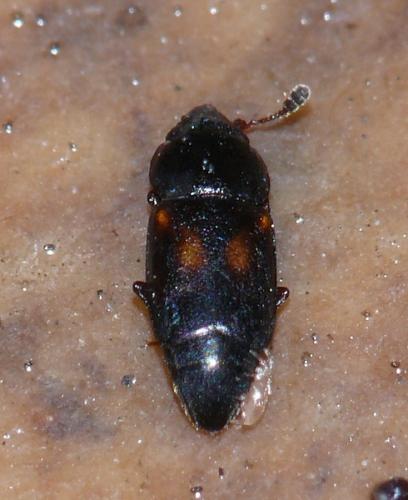 Carpophilus sp.