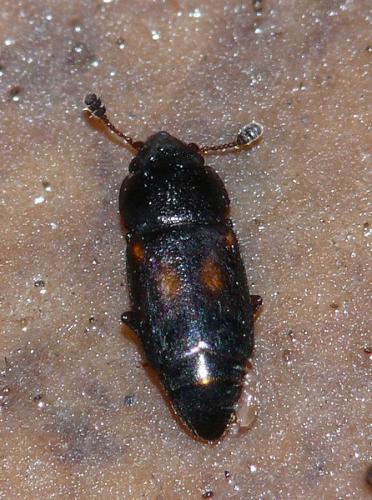 Carpophilus sp.