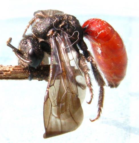 Sphecodes albilabris