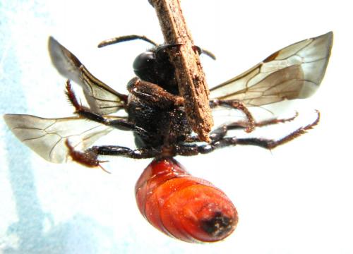 Sphecodes albilabris