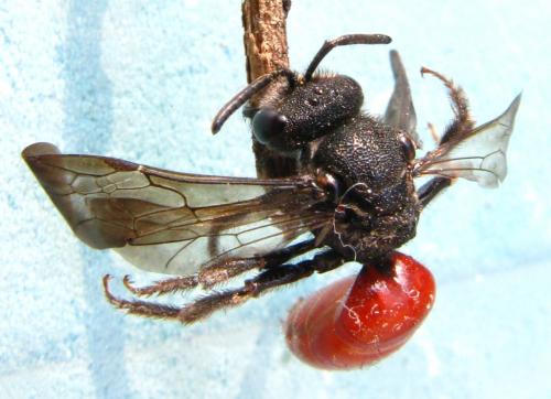 Réf. 82 972 : Sphecodes albilabris