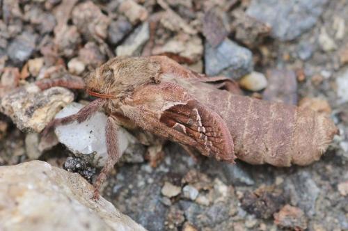 Triodia sylvina