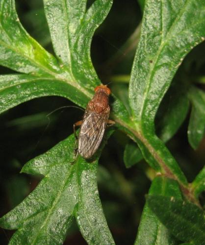 Suillia affinis