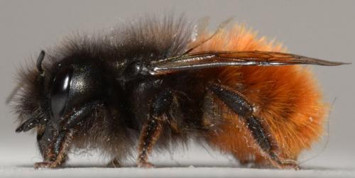 Osmia cornuta