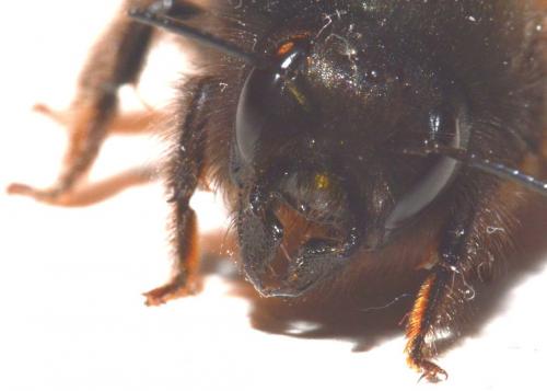 Osmia cornuta