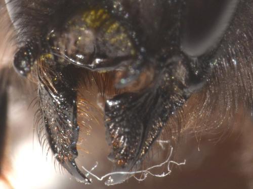 Osmia cornuta