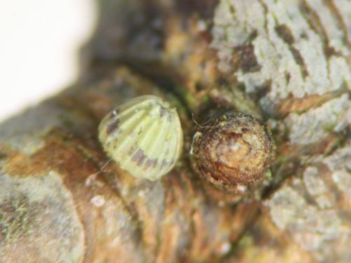 Allophyes oxyacanthae