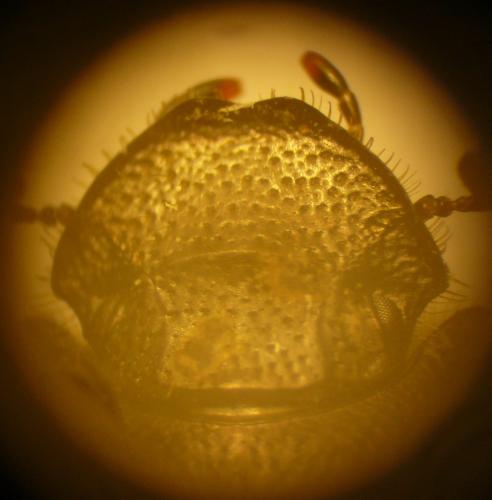 Réf. 82 771 : Onthophagus fracticornis