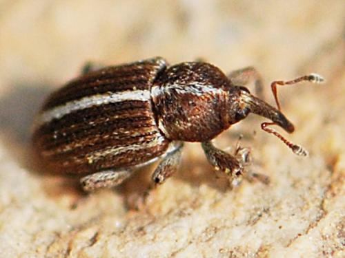 Réf. 82 402 : Tychius sp.