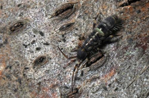 Orchesella cincta