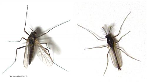 Réf. 82 552 : Orthocladiinae inconnu