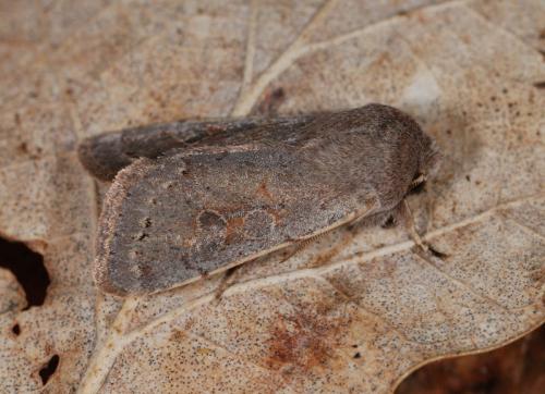 Réf. 82 168 : Orthosia populeti