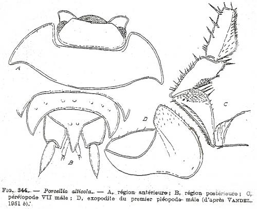 Réf. 82 446 : Porcellio alticola