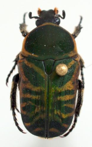 Réf. 82 799 : Phonotaenia bouyeri