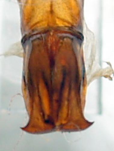 Réf. 82 800 : Phonotaenia bouyeri