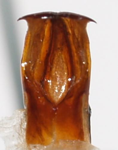 Phonotaenia bouyeri