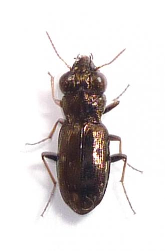 Réf. 82 977 : Notiophilus sp.