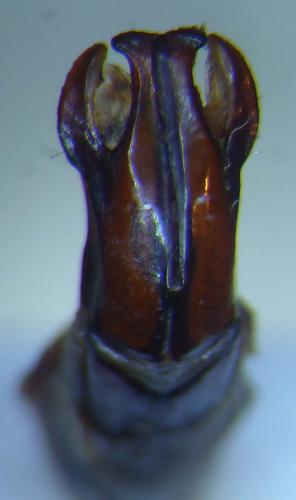 Marmylida marginella