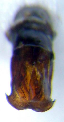 Réf. 82 766 : Phonotaenia scalaris