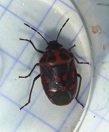 Réf. 82 222 : Eurydema herbacea