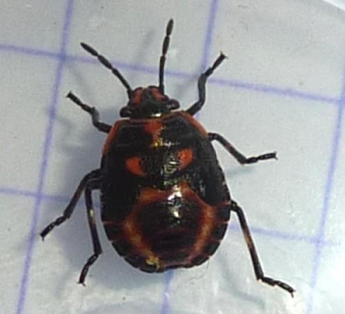 Réf. 82 220 : Eurydema herbacea
