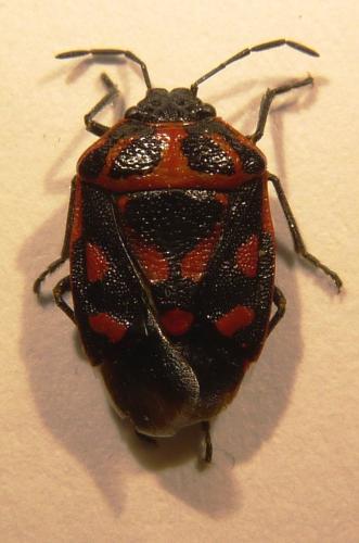 Réf. 82 221 : Eurydema herbacea