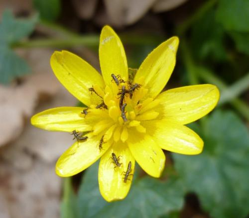Meloe proscarabaeus
