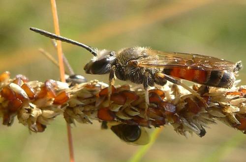 Réf. 82 208 : Lasioglossum sp.