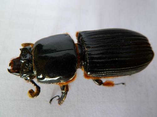 Réf. 82 400 : Passalus interruptus