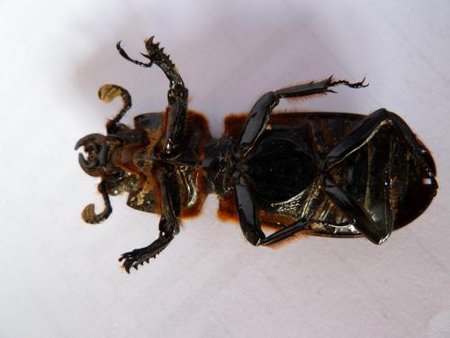 Réf. 82 401 : Passalus interruptus
