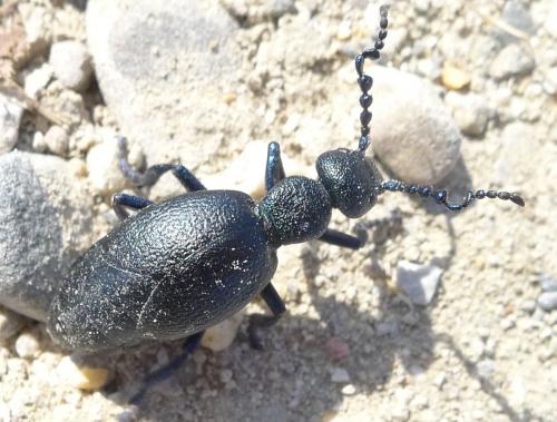 Meloe proscarabaeus