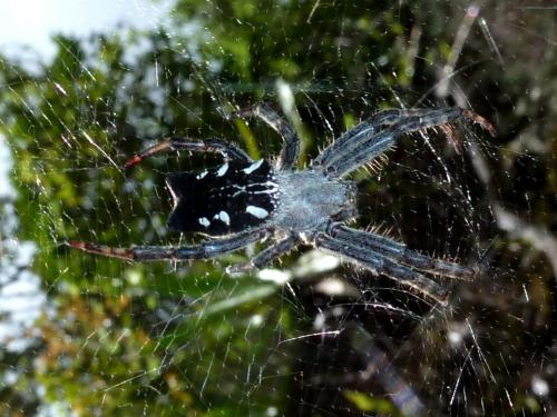 Cyrtophora citricola