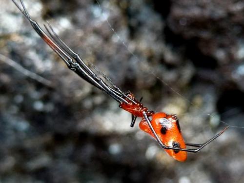 Réf. 82 534 : Argyrodes zonatus