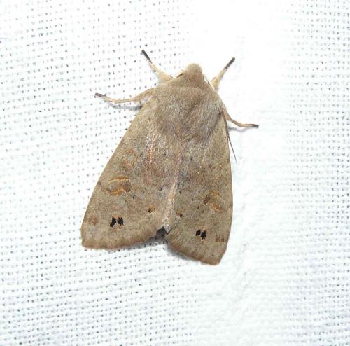 Anorthoa munda