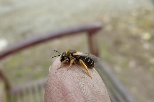 Halictus sp.