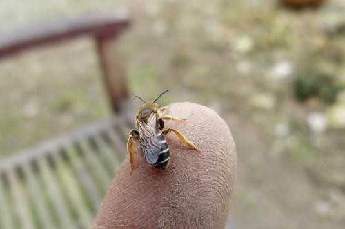 Halictus sp.