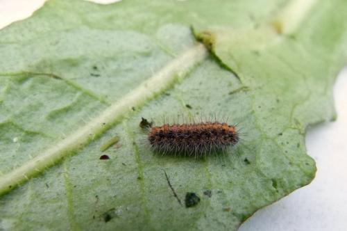 Euplagia quadripunctaria