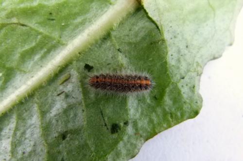 Euplagia quadripunctaria