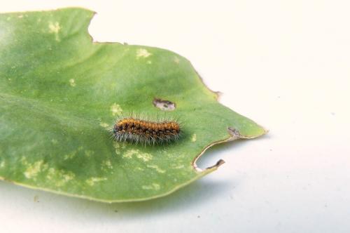 Euplagia quadripunctaria