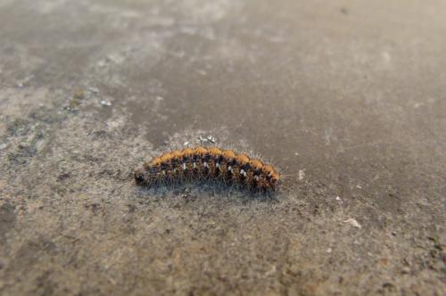 Euplagia quadripunctaria