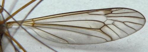 Tipula vernalis