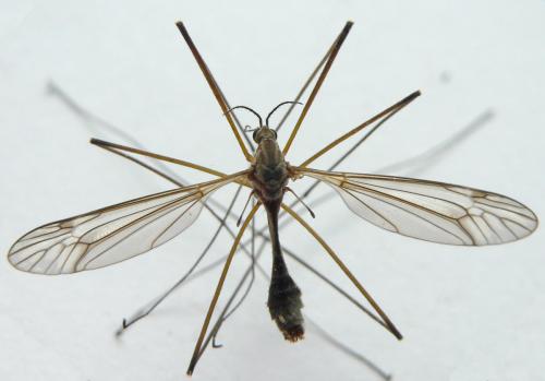 Tipula vernalis