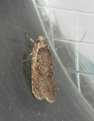Agonopterix propinquella