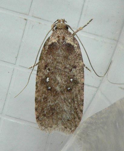 Réf. 82 365 : Agonopterix sp.