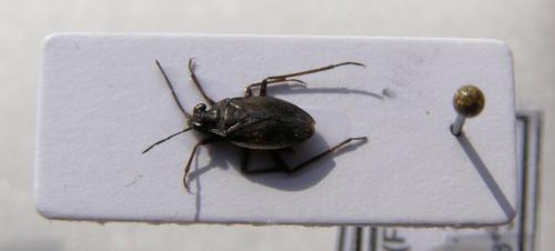 Salda sp.