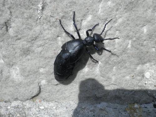 Meloe proscarabaeus