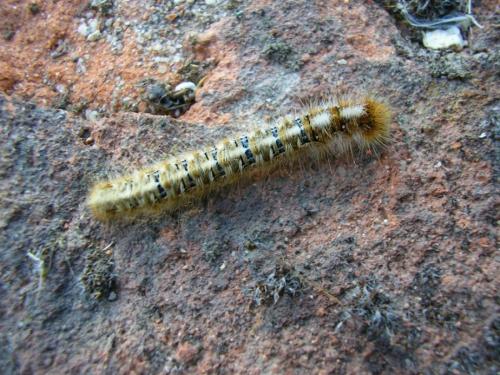 Lasiocampa quercus