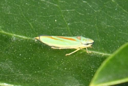 Graphocephala fennahi