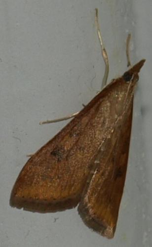 Udea ferrugalis
