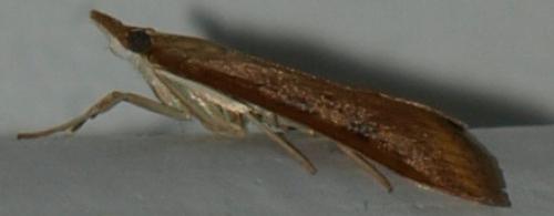 Udea ferrugalis